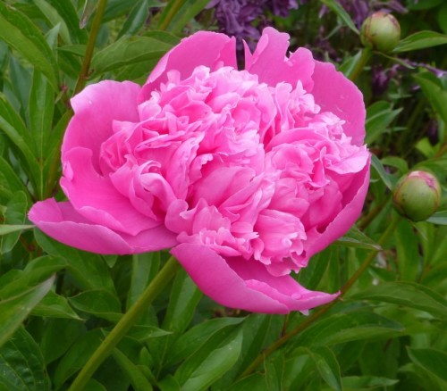Pfingst(rosen)genussferienwünsche