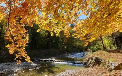 Elfchen „Goldener Oktober“ (mit Fotos von Raschellaub und Goldrausch)