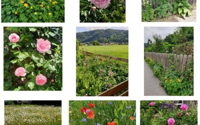 FLOWER-POWER-Rabatt für den “Wohlfühlgarten” bis Ende Juni!